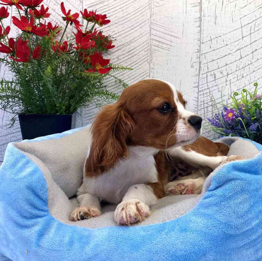 Male Cavalier King Charles Spaniel Puppy for sale