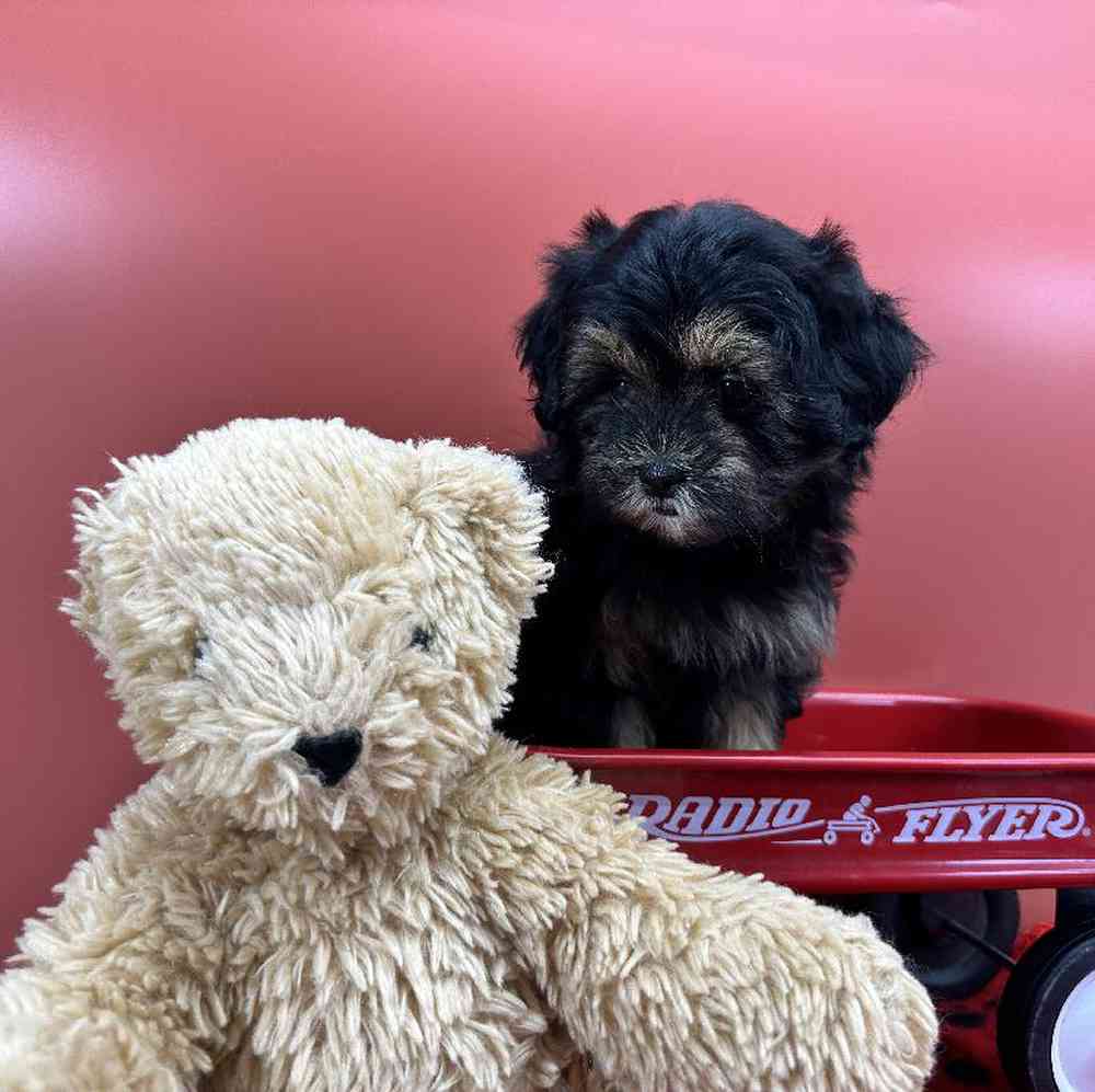 Female Malshi Puppy for Sale in Millersburg, IN