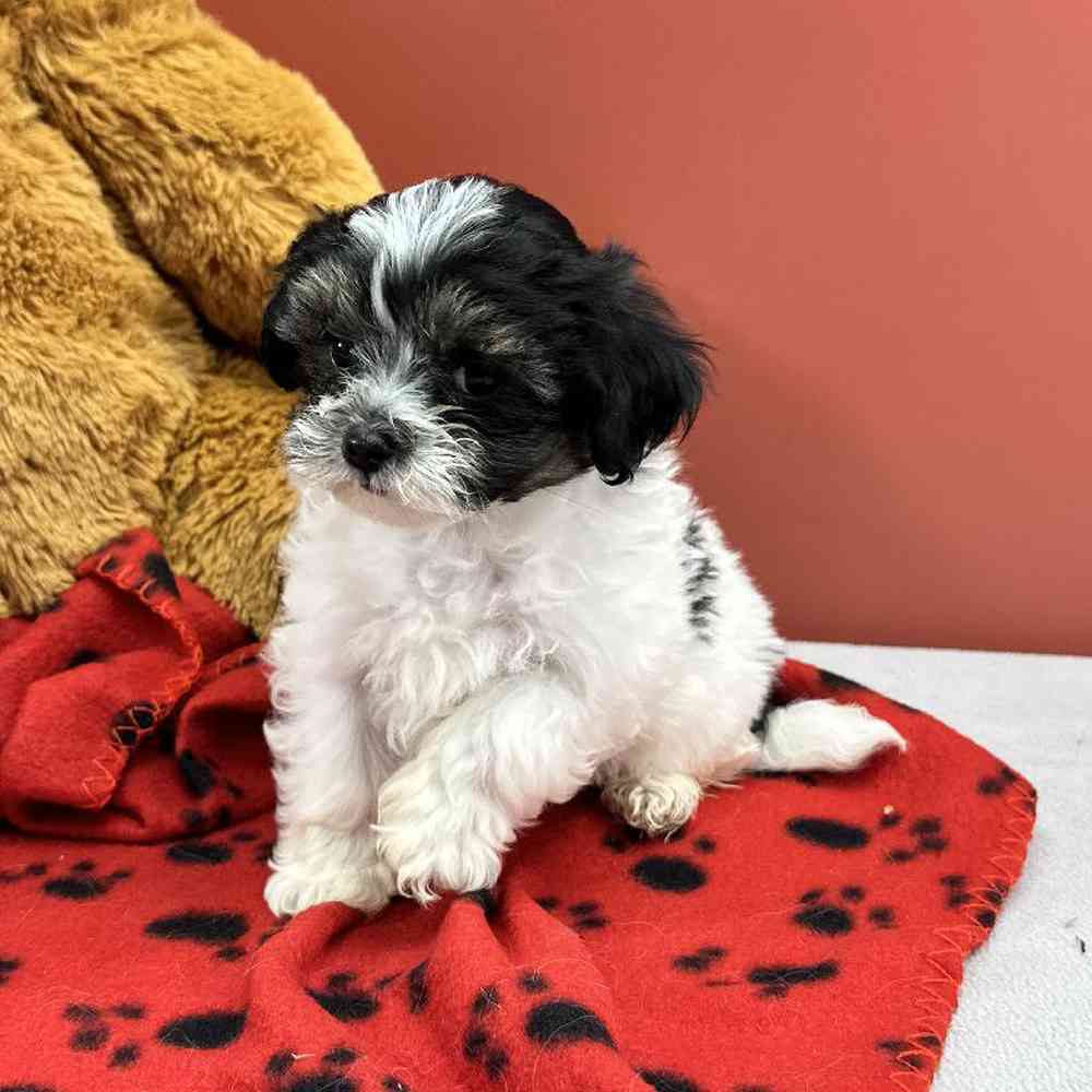 Male Malshi Puppy for Sale in Millersburg, IN