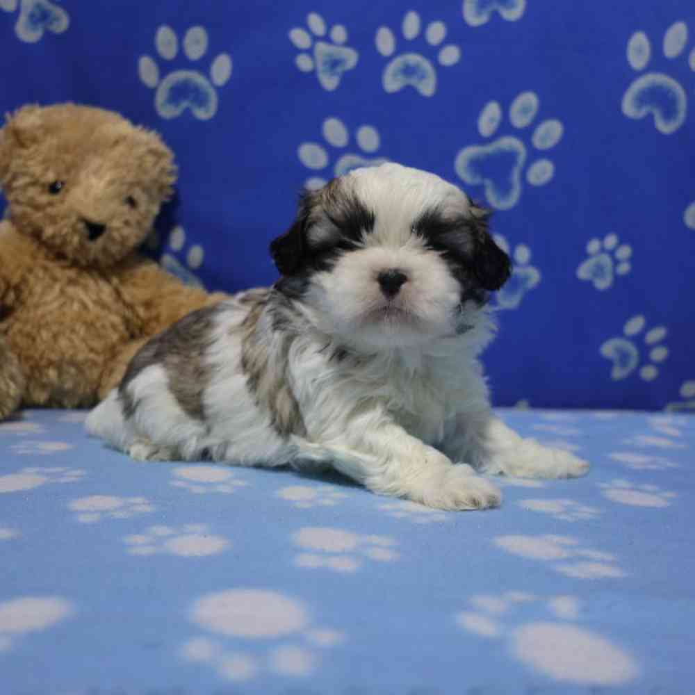 carousel pet images