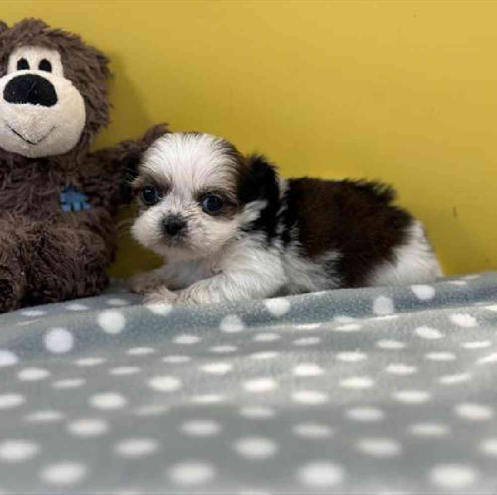 carousel pet images