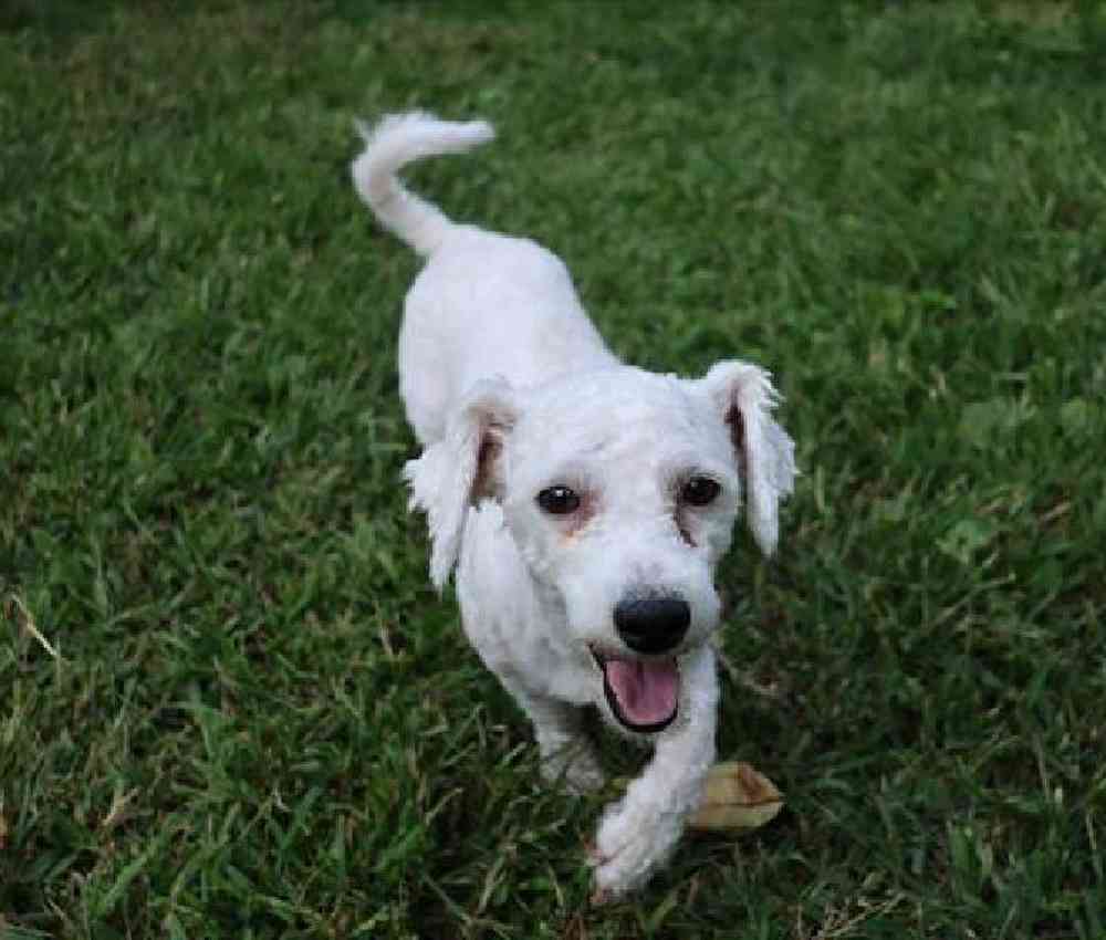 carousel pet images