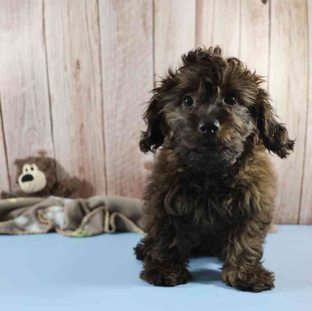 Male Doxiepoo Puppy for Sale in Millersburg, IN