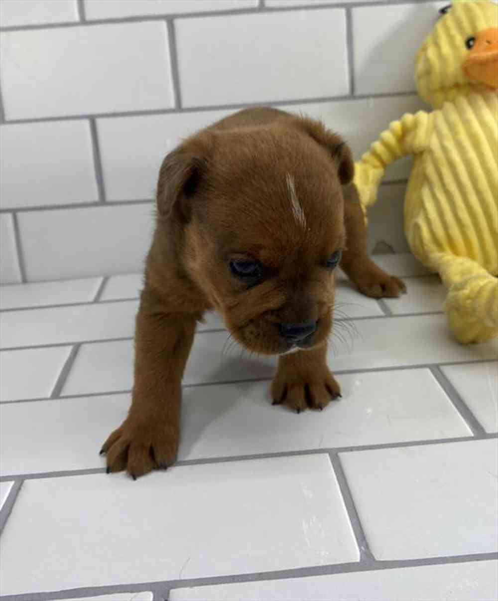 carousel pet images