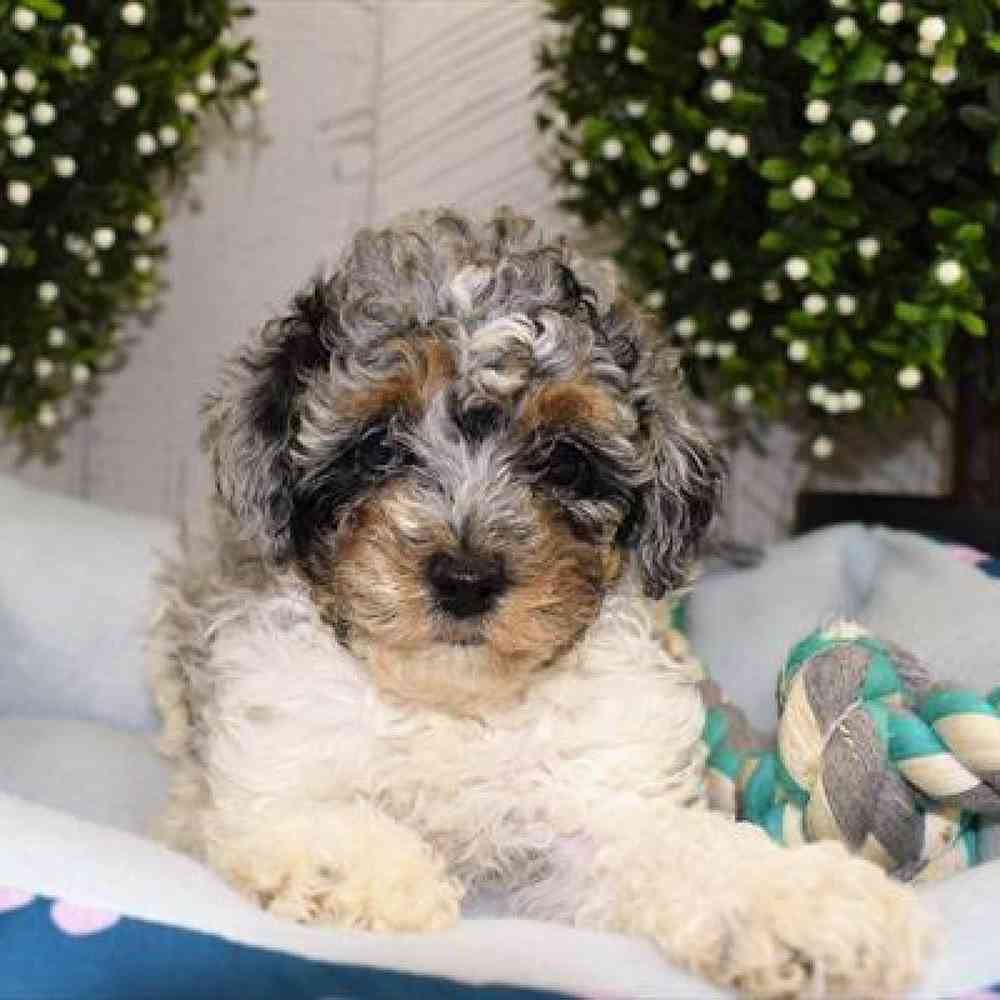 Male Mini Poodle Puppy for Sale in Millersburg, IN