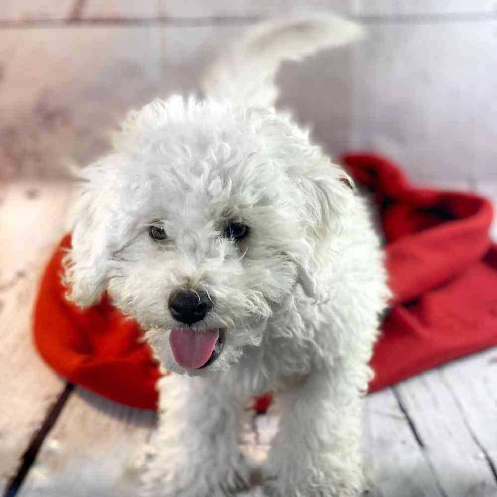 carousel pet images