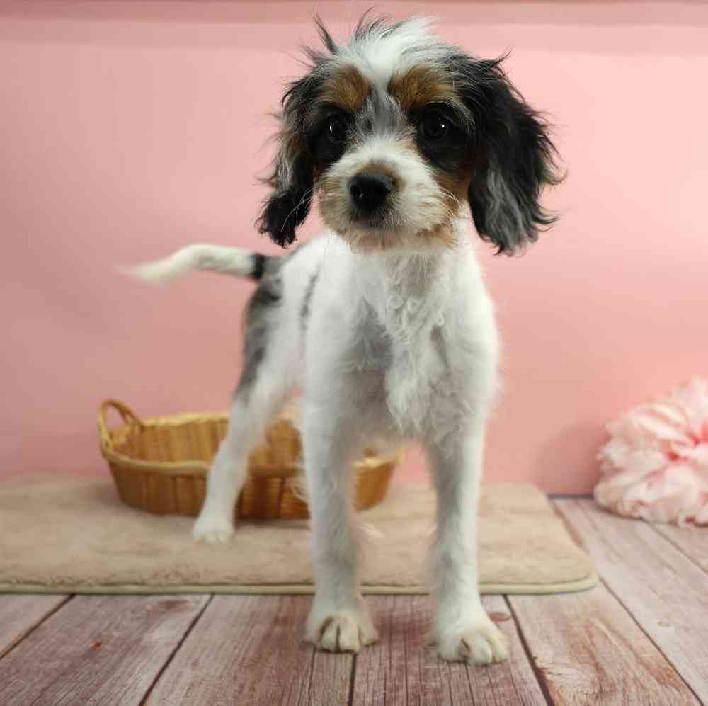 carousel pet images
