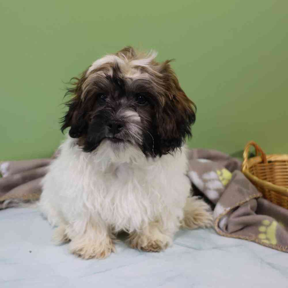 carousel pet images