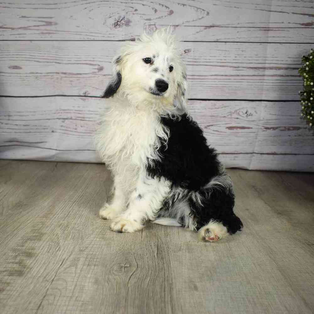 carousel pet images