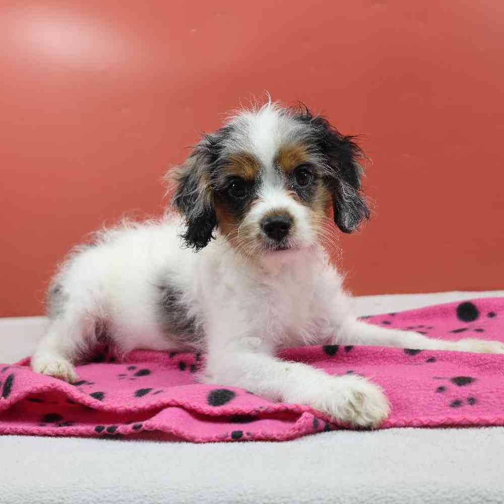 carousel pet images