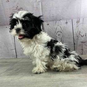 Shichon