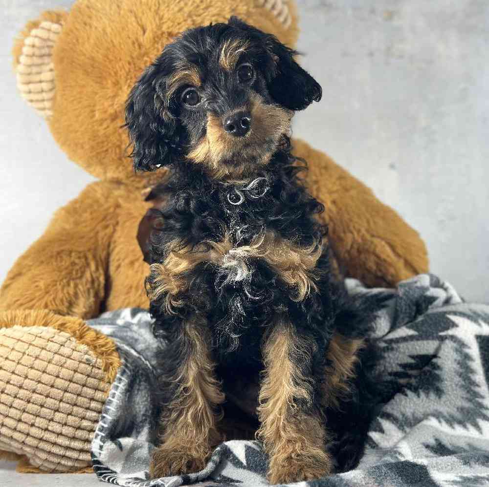 Female Cavapoo Puppy for Sale in Millersburg, IN