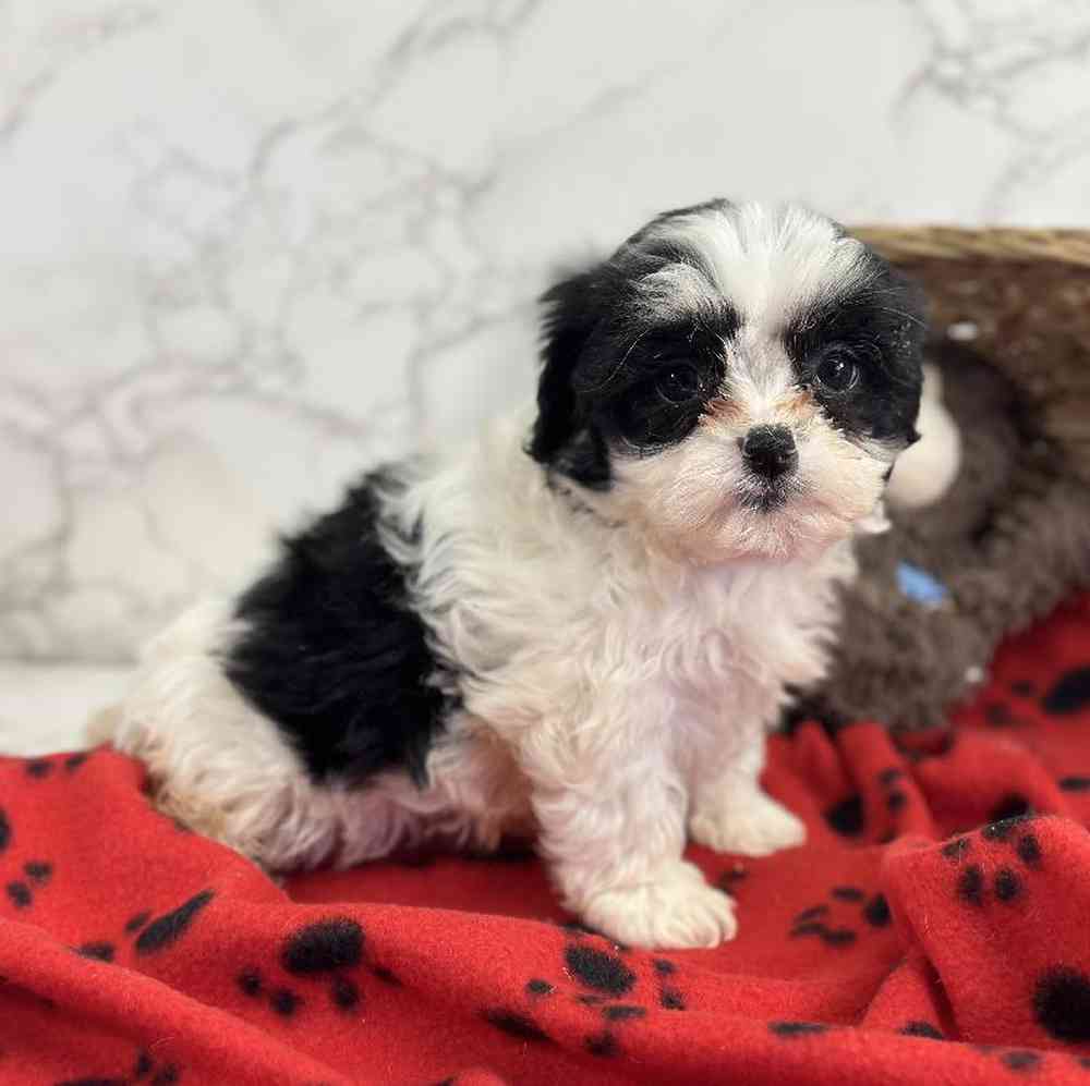 carousel pet images