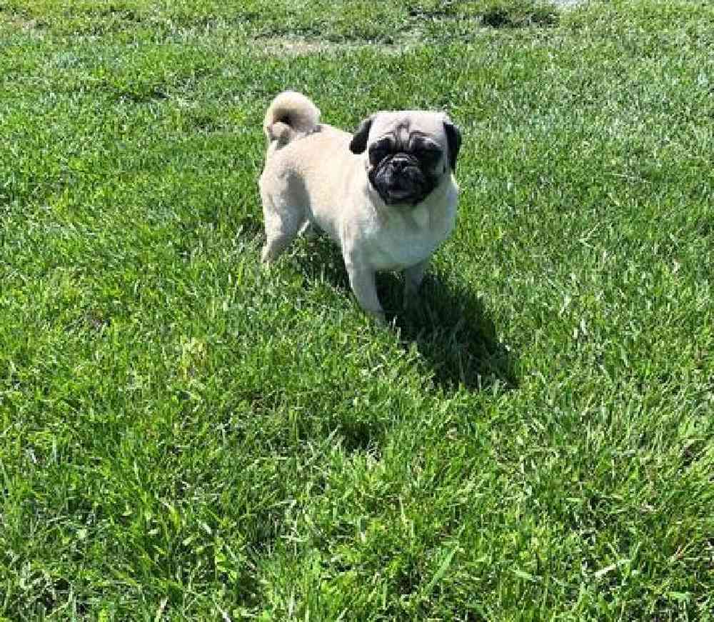 Male Puglier Puppy for sale