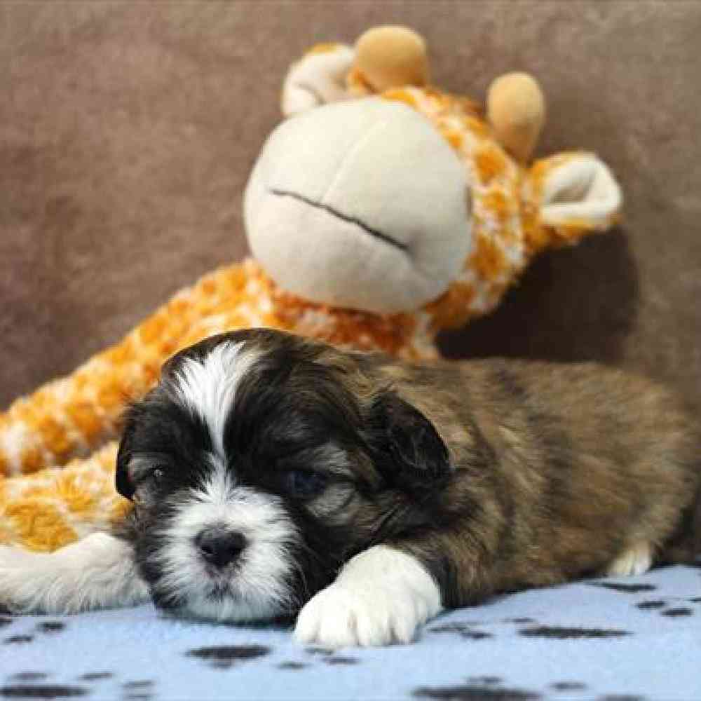 carousel pet images