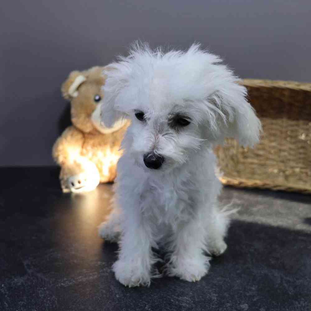 carousel pet images