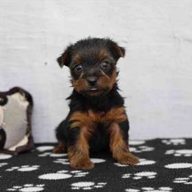Yorkie
