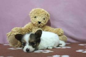 Papillon