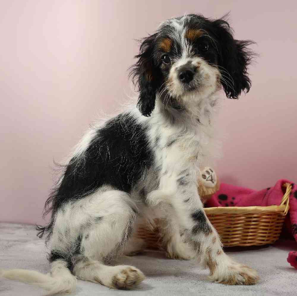 carousel pet images