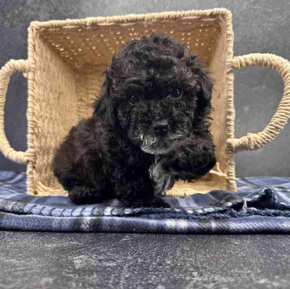 Male Mini Poodle Puppy for Sale in Millersburg, IN