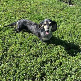 Dachshund