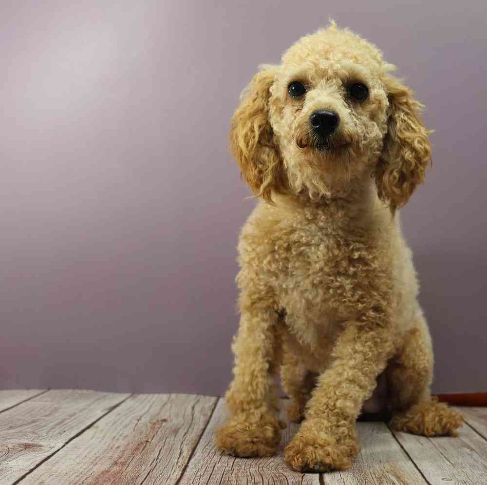 Male Mini Poodle Puppy for Sale in Millersburg, IN