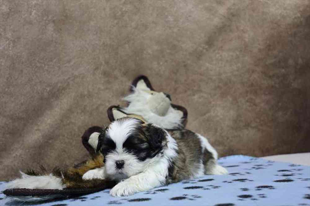 carousel pet images