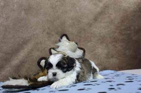 Shih Tzu