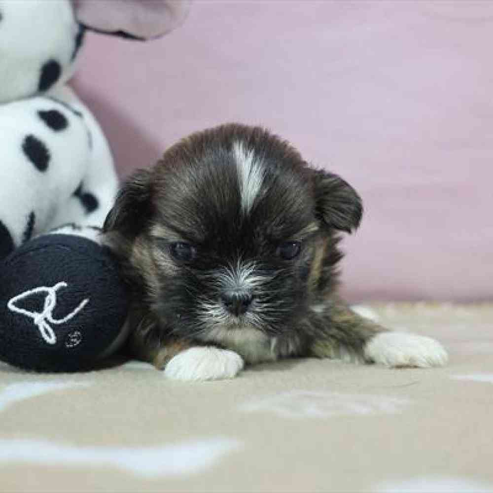 carousel pet images