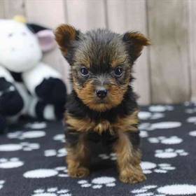 Yorkie