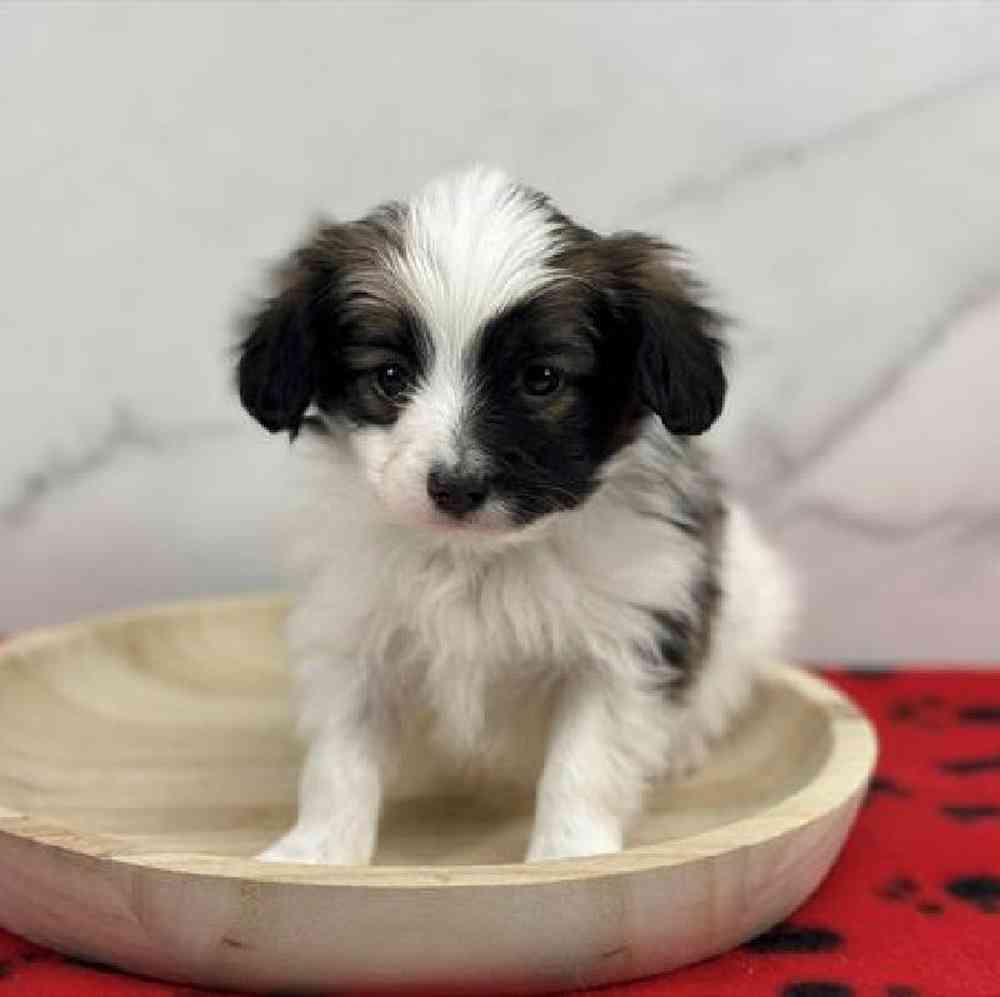 carousel pet images