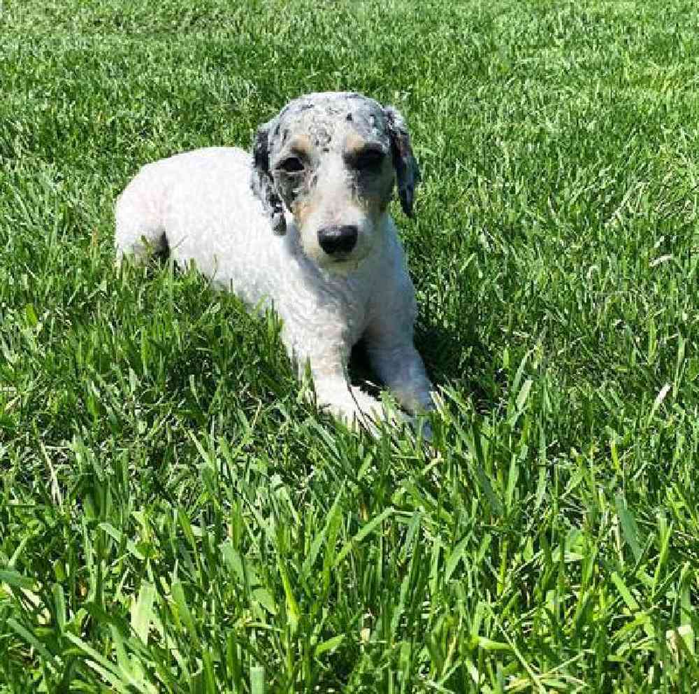 Male Maltipoo Puppy for Sale in Millersburg, IN