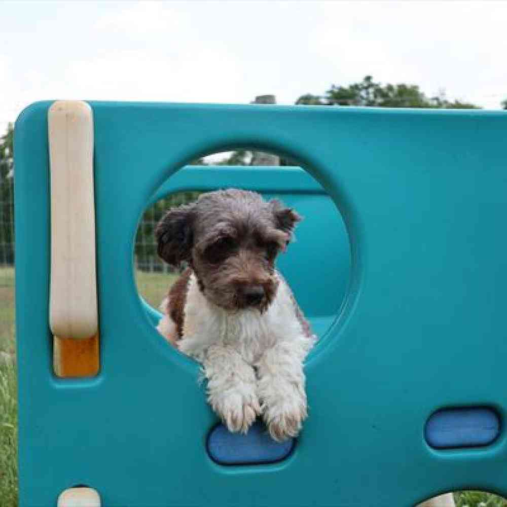 carousel pet images