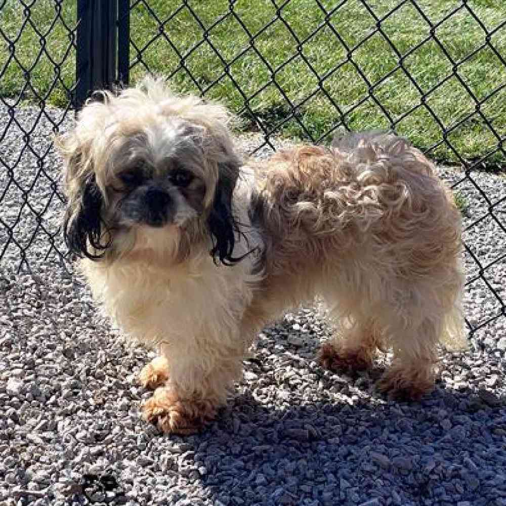 Male Shih Tzu Puppy for sale