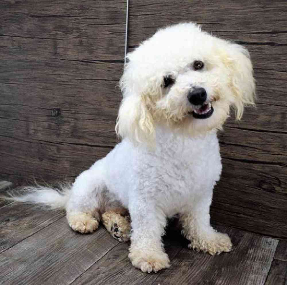 carousel pet images