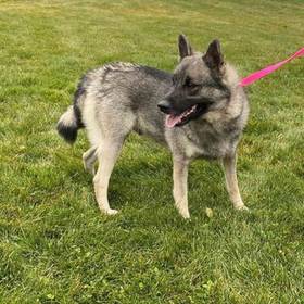 Norwegian Elkhound