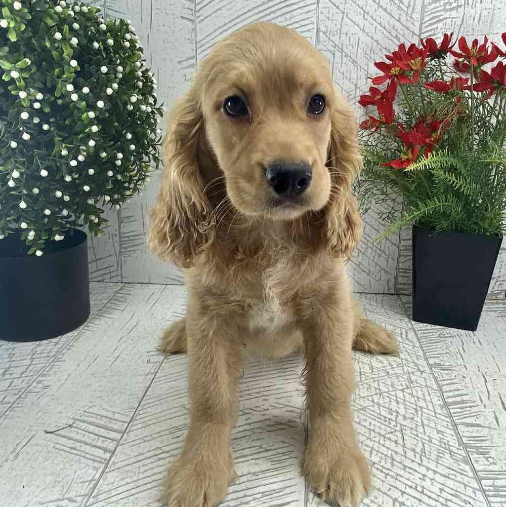 carousel pet images