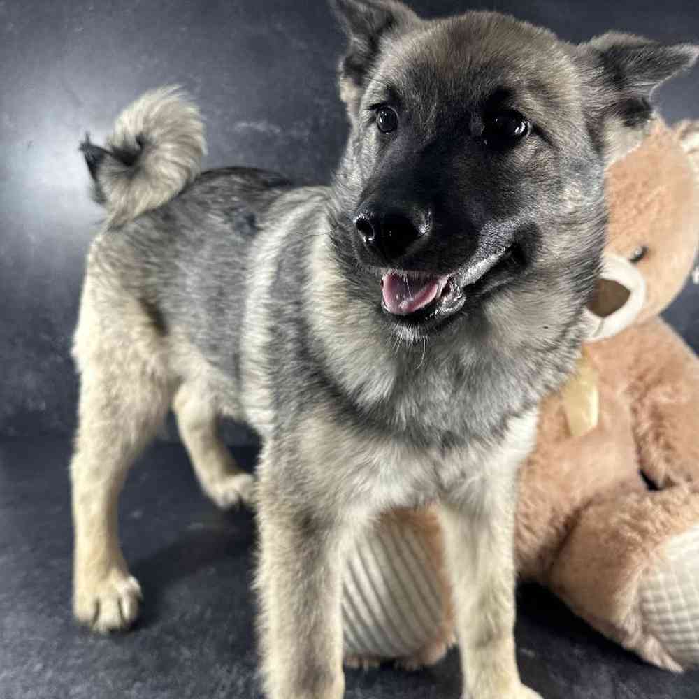 carousel pet images