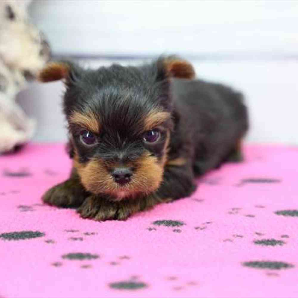 pet-img