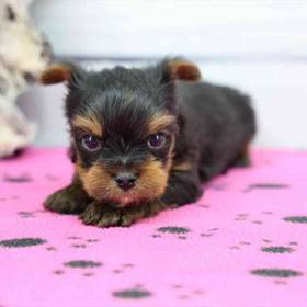 Yorkie