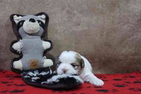 Shih Tzu