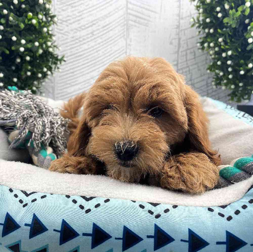 carousel pet images