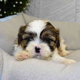 Shih Tzu