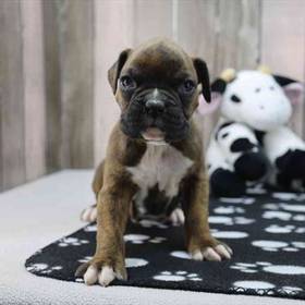 Boxer