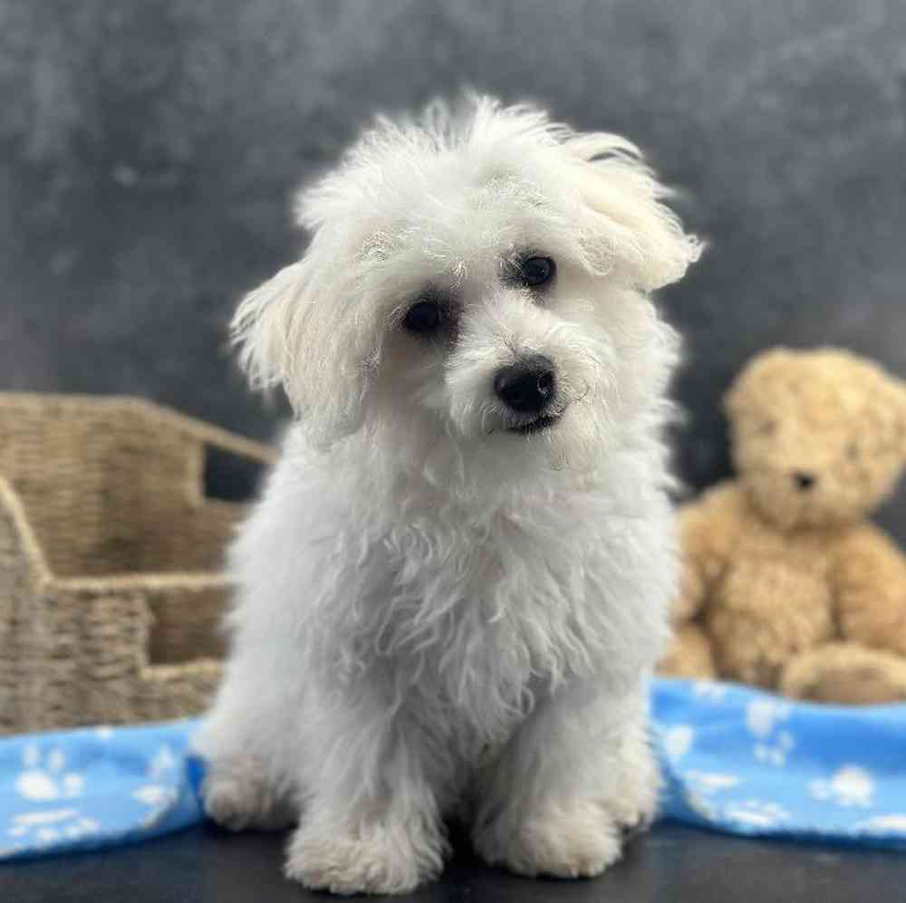 Male Bichon Puppy for Sale in Millersburg, IN