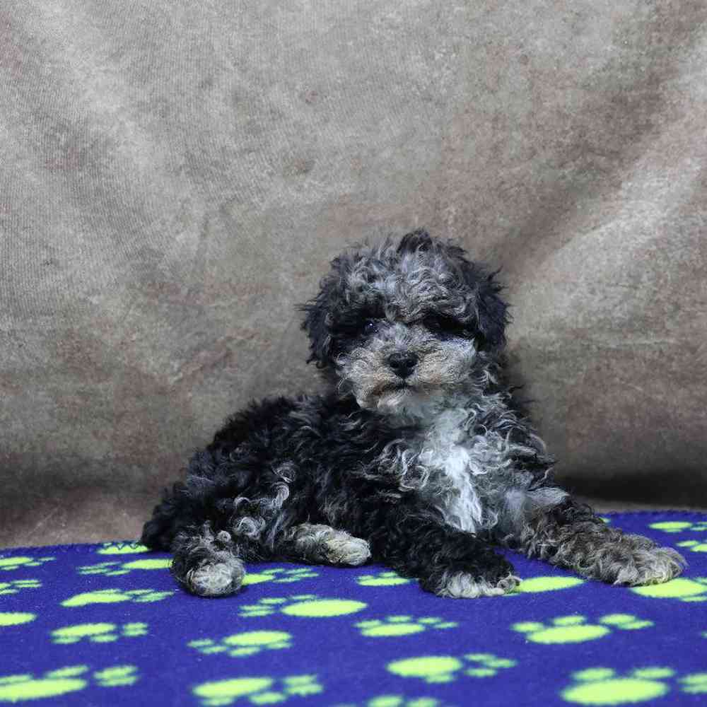 Male Mini Poodle Puppy for Sale in Millersburg, IN