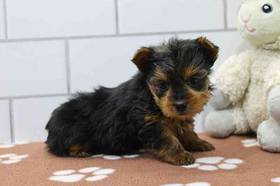 Yorkie