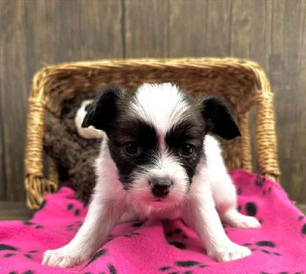 carousel pet images
