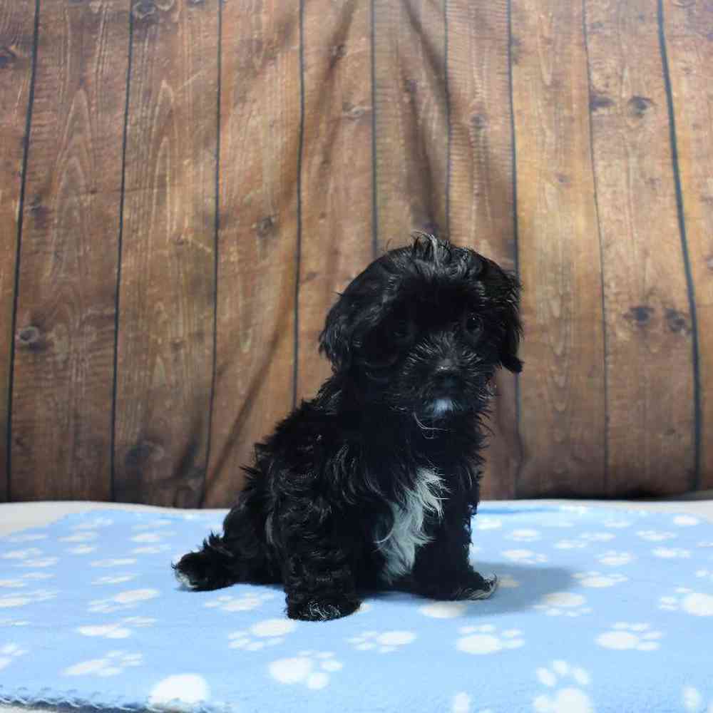 Male Havanese Puppy for Sale in Millersburg, IN