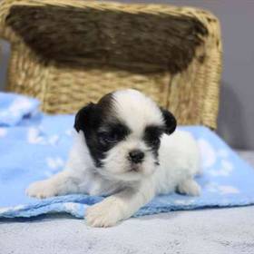 Shih Tzu